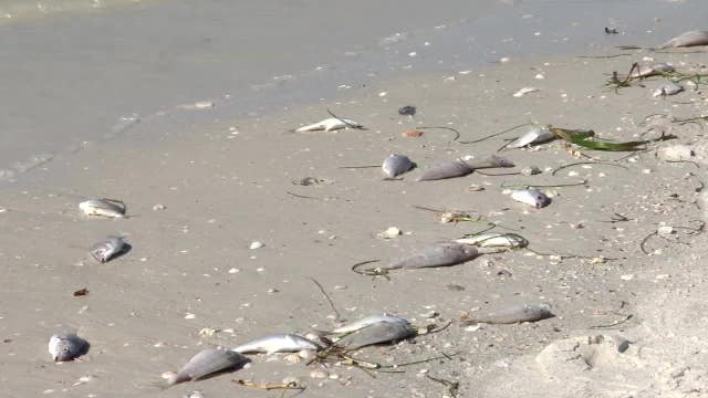Red tide bloom tracks north, killing 1,700 pounds of fish along St. Pete Beach