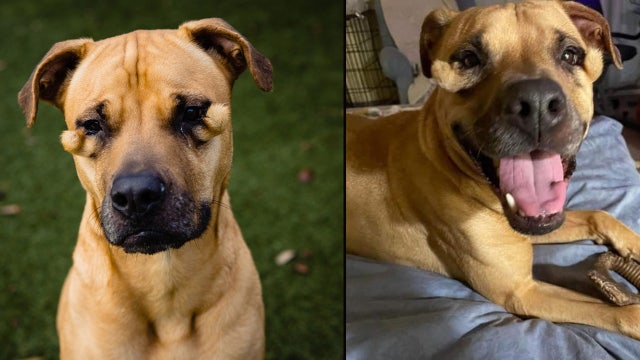 Orlando dog called 'ugly' by shelter visitors goes viral; adoption applications pour in