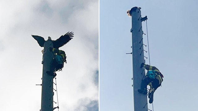 Florida firefighters rescue eagle impaled by lightning rod