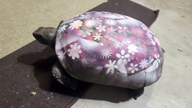 Gopher tortoise's shell illegally airbrushed by unknown person in Zephyrhills, sanctuary says
