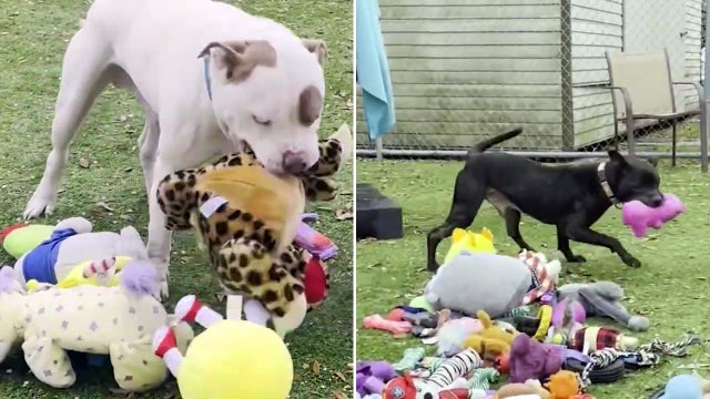 Adorable video shows Hillsborough shelter dogs excitedly choosing their new Christmas toys