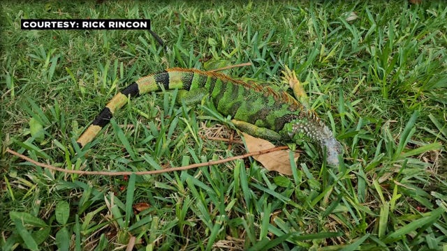 Cold-stunned iguanas become immobile across South Florida as temperatures dropped Christmas weekend