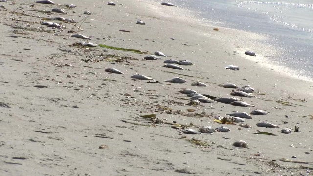 Pinellas County ups red tide response with high concentrations found on beaches