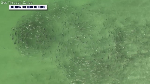 Could fish be making the mystery sound heard around South Tampa?