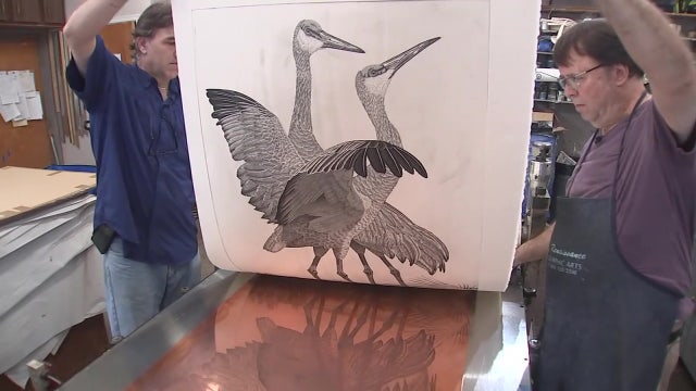 Etching artist to bring colorful Florida birds to Tampa Bay History Center exhibit