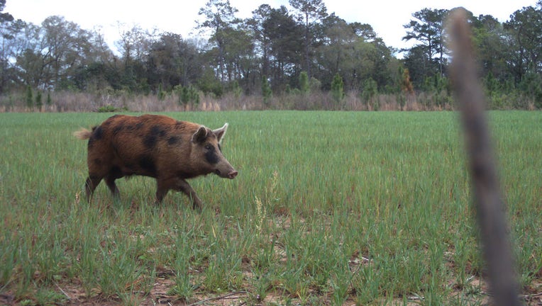 Feral hog spotted on a trail camera
