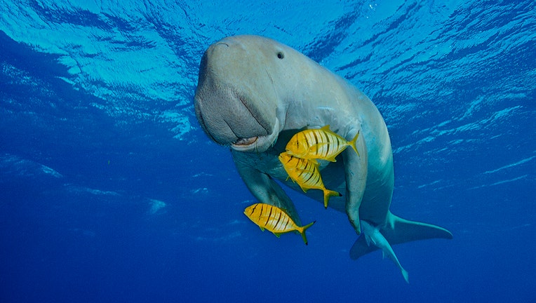 A Dugong, also called a sea cow, is swimming with golden pilot jacks in shallow waters.