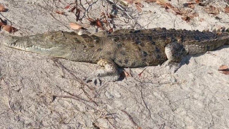 American crocodile found much farther north than usual in rare