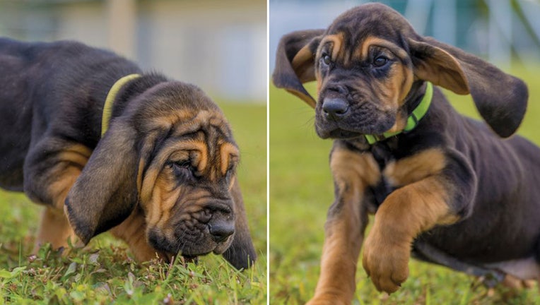 Side-by-side photos of bloodhound puppies