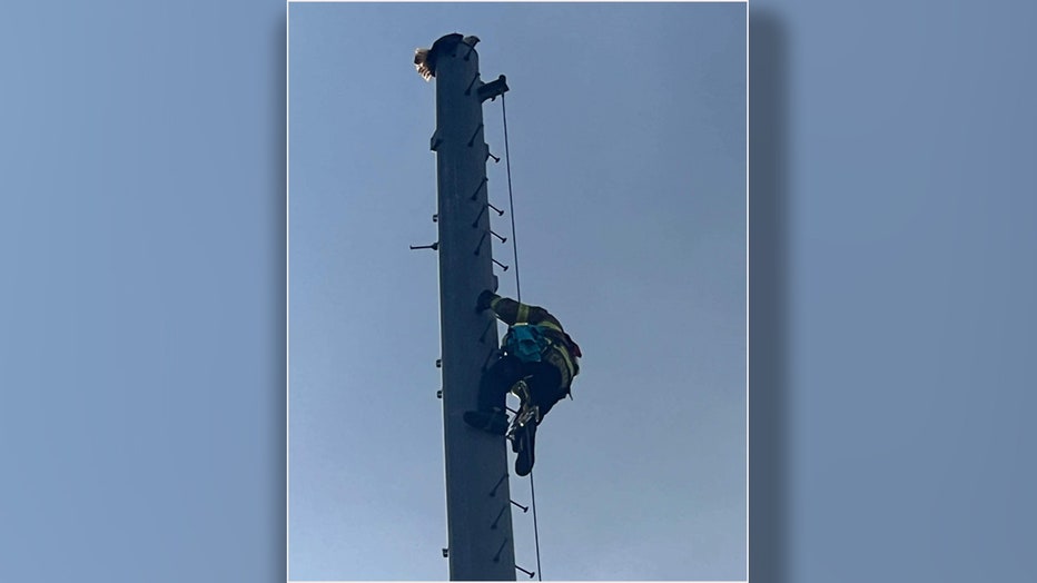 An eagle was rescued after being impaled by a lightning rod on top of an elementary school. Image is courtesy of the MacClenny Fired Rescue Department. 