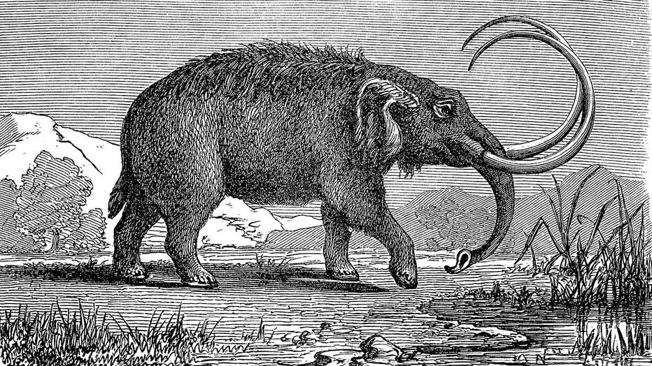 Mastodons are any species of extinct mammutid proboscideans in the genus Mammut, distantly related to elephants, digital improved reproduction of a woodcut, published in the 19th century.