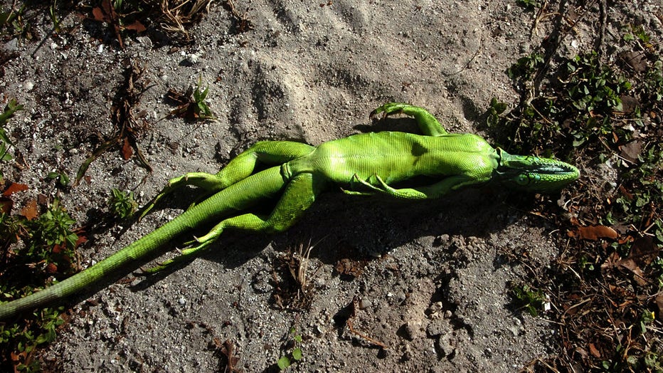 A cold-stunned iguana lies belly up under a buttonwood tree in Bill Baggs Cape Florida State Park in Key Biscayne, Florida, on January 3, 2008.