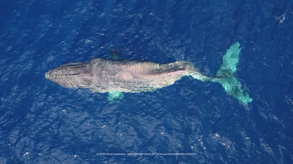Pacific-Whale-Foundation-Aerial-Image.jpg