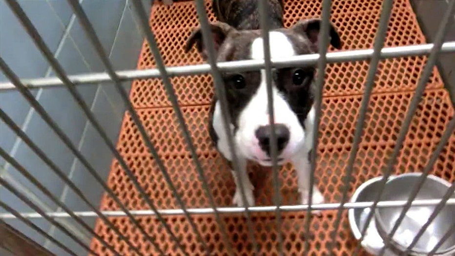 Pinellas Animal Services suspending dog adoptions due to canine virus Pinellas Animal Services suspending dog adoptions due to canine virus