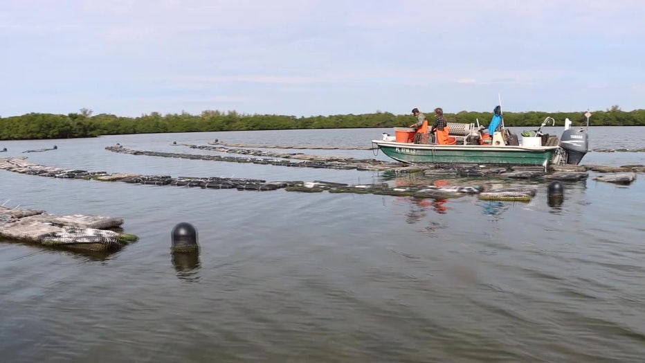 Shellfish farmers on the water. 