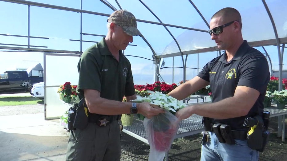 A Manatee County Sheriff's Office deputy helps bag a poinsettia. 