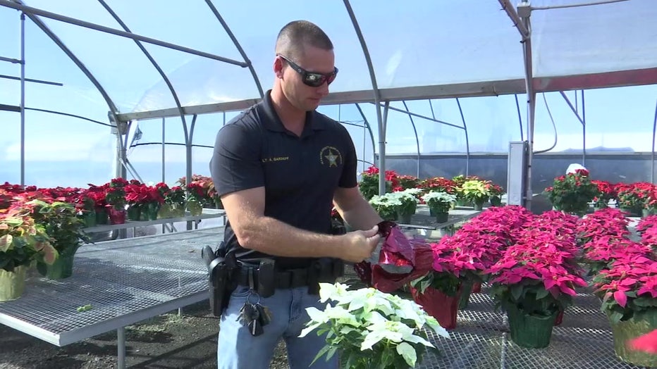 A Manatee County deputy picks up a poinsettia that was grown by inmates. 