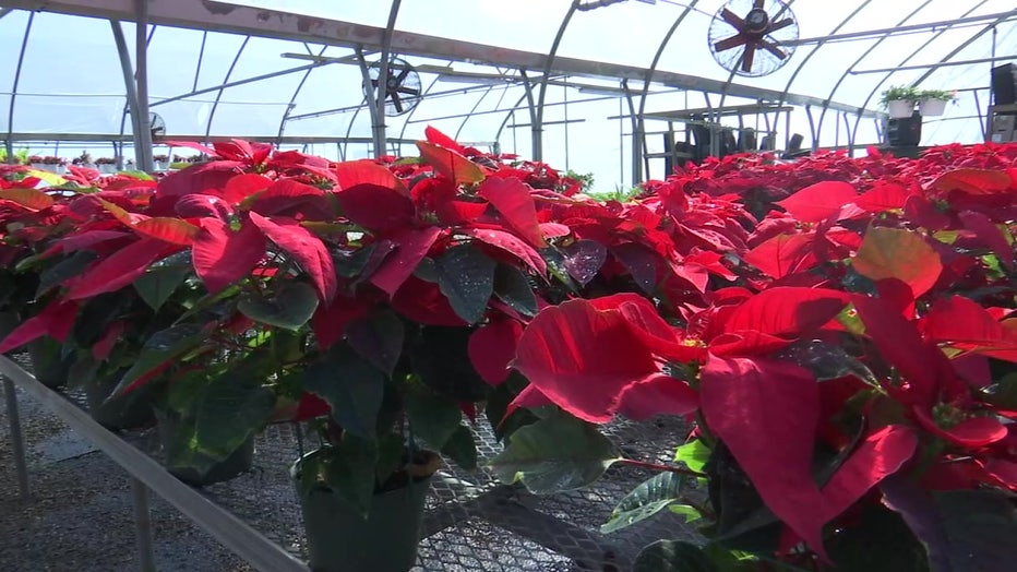 Inmates in Manatee County grow poinsettias as part of a skills program. 