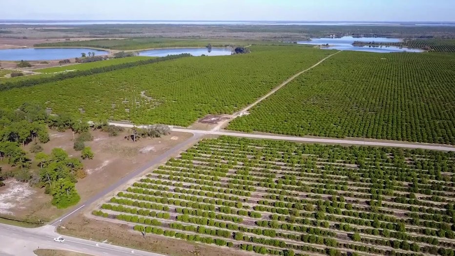 Farm land in Lithia. 