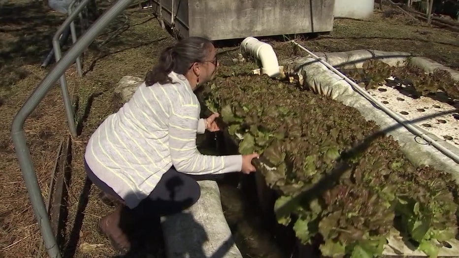 A woman lifts up plants on a Lithia farm. 