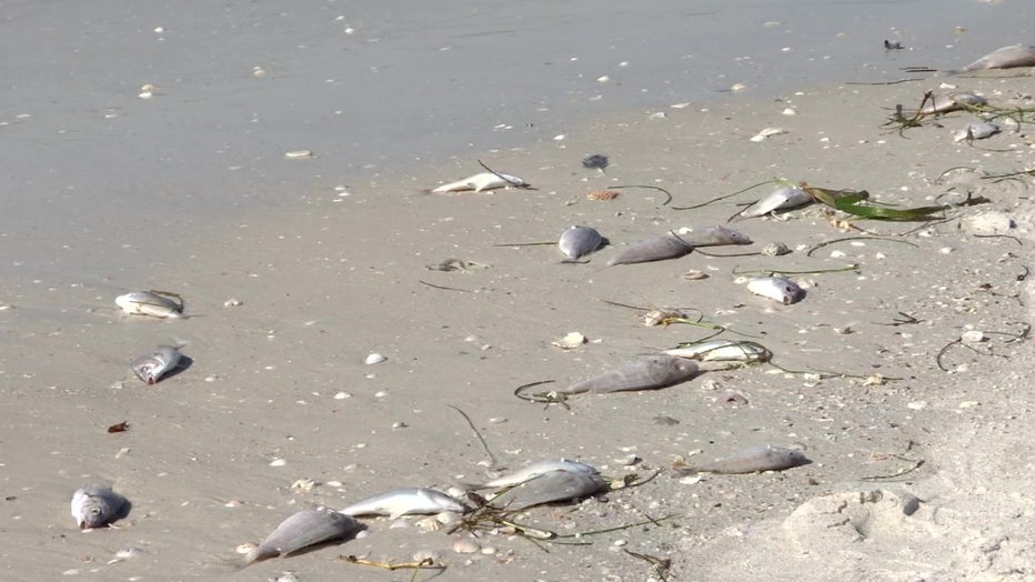 Red tide isn’t keeping tourists off Pinellas County beaches | FOX 13 ...