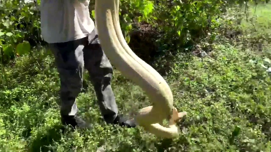 The albino boa constrictor was found in the backyard of a Naples home.