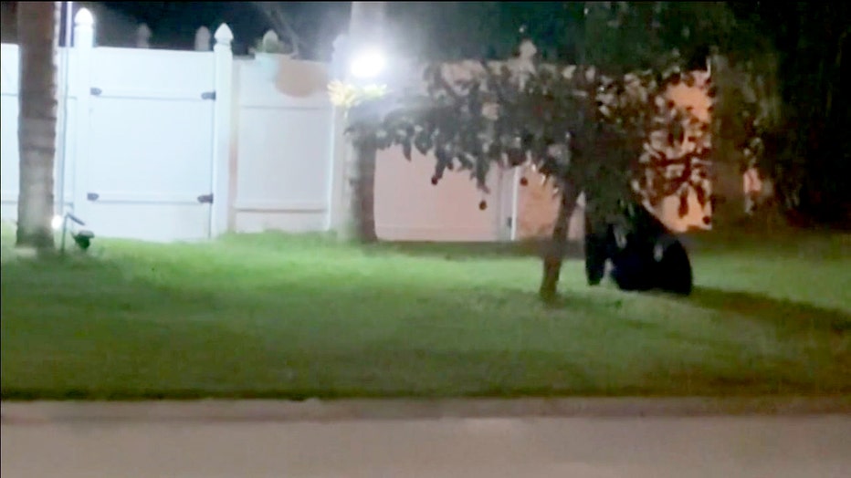Neighbor video of black bear in Davenport neighborhood