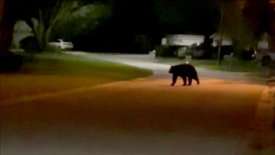Neighbor video of black bear in Davenport neighborhood