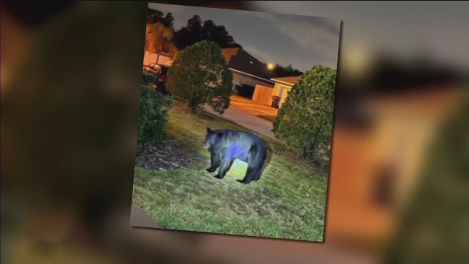 Neighbor photo of black bear in Davenport neighborhood