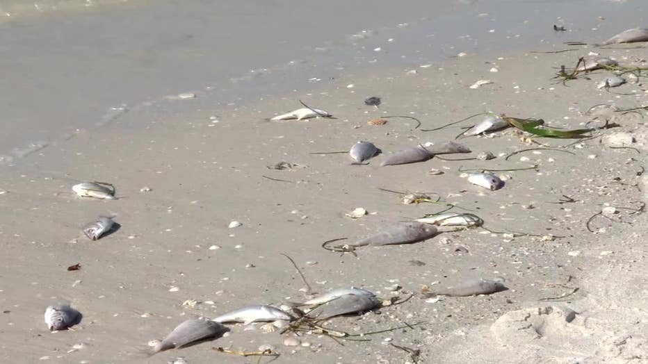 Red tide bloom tracks north, killing 1,700 pounds of fish along St