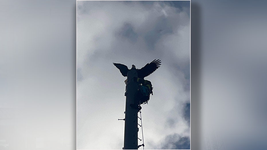 An eagle was rescued after being impaled by a lightning rod on top of an elementary school. Image is courtesy of the MacClenny Fired Rescue Department. 