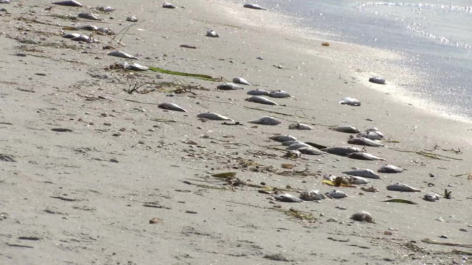 Pinellas County ups red tide response with high concentrations found on 