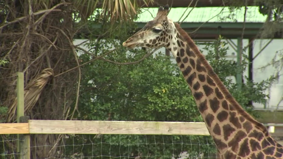ZooTampa animals warm, bundled up for cold temperatures