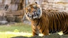 Critically endangered Sumatran tiger finds new home at Busch Gardens Tampa Bay
