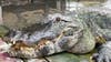 Chester, the popular 13-foot alligator at Gatorland, dies