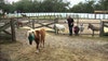 Retired teacher raises miniature horses on Sarasota farm