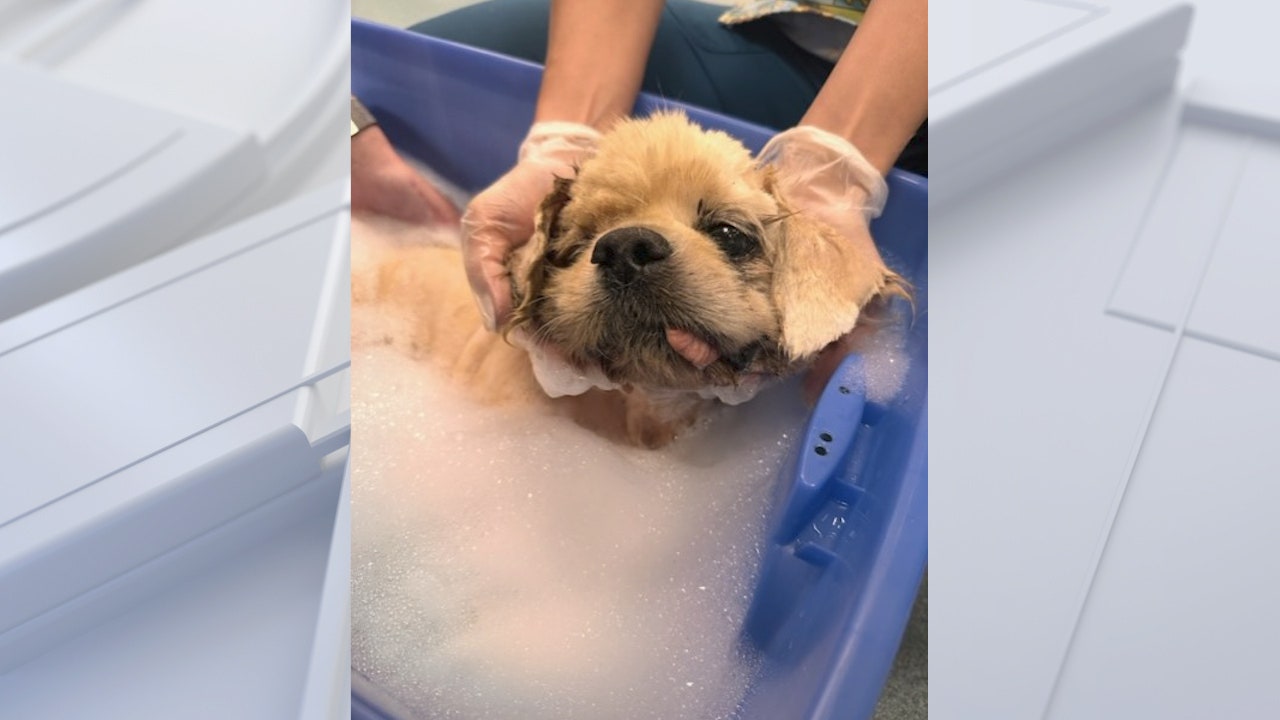 Dog recovering after cemented to Florida sidewalk for days: ‘He was left to die’