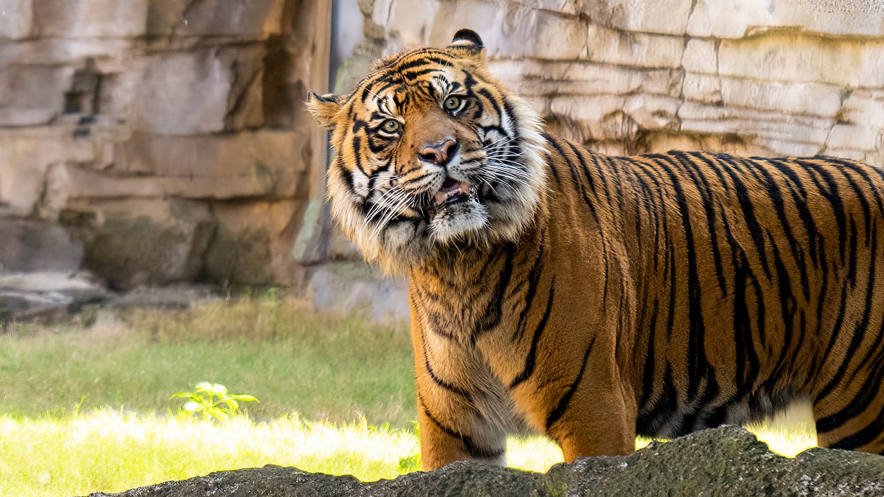 Critically endangered Sumatran tiger finds new home at Busch Gardens ...