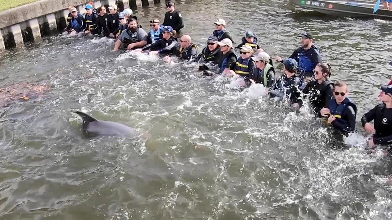 Rescuers form human chain to save dolphin from Clearwater creek