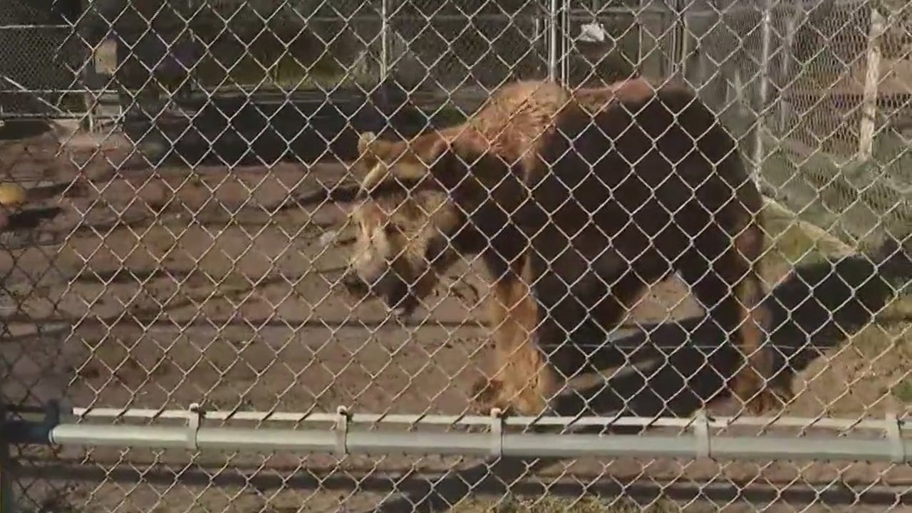 Wimauma wildlife sanctuary provides forever home for exotic, wild animals in need of care Wimauma wildlife sanctuary provides forever home for exotic, wild animals in need of care