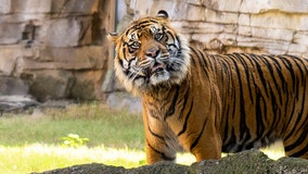 Critically endangered Sumatran tiger finds new home at Busch Gardens Tampa Bay