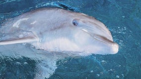 Clearwater Marine Aquarium announces passing of Hemingway the dolphin