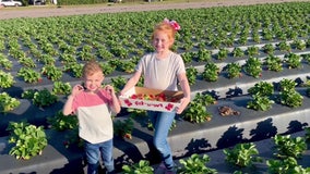 Dover family-owned farm gears up for strawberry season