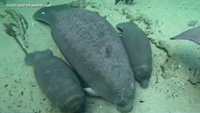 Adorable! Rare manatee twins found at Blue Spring State Park in Florida