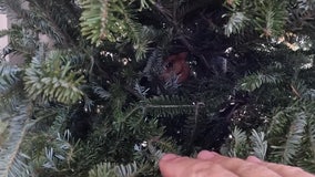 Venice wildlife center taking in recycled Christmas trees for rescued animals