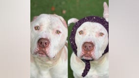 Puppy that lost his ears in an attack gets new crocheted 'ears' as he awaits adoption