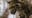 Missing clouded leopard found safe at Dallas Zoo; criminal investigation ongoing