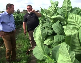 gran canaria tobacco prices 2025 New Bedford Increases Cigar Prices Under New Tobacco Regulations