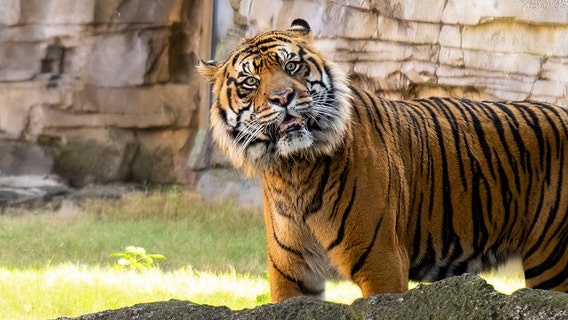 Critically endangered Sumatran tiger finds new home at Busch Gardens Tampa Bay