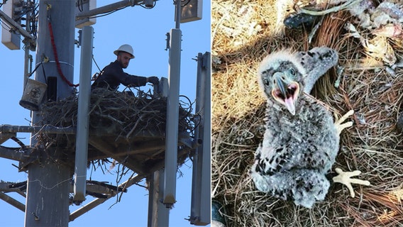Cell phone tower worker, wildlife volunteers help eagle family after fishing line gets tangled in their nest